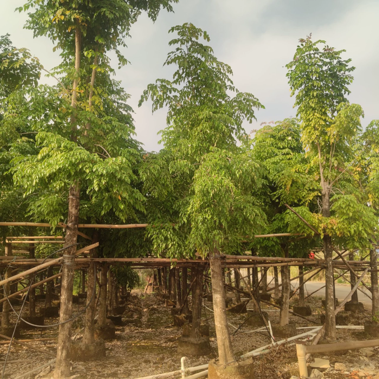 2312 Садовая база поставляет хайнаньские овощные фасоли 14-18 см