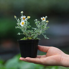 �ձ���ߡҰ·�ո�ɽ�ž�����ɽҰ�ݻ����辰�ջ�����B�Gֲ�k����