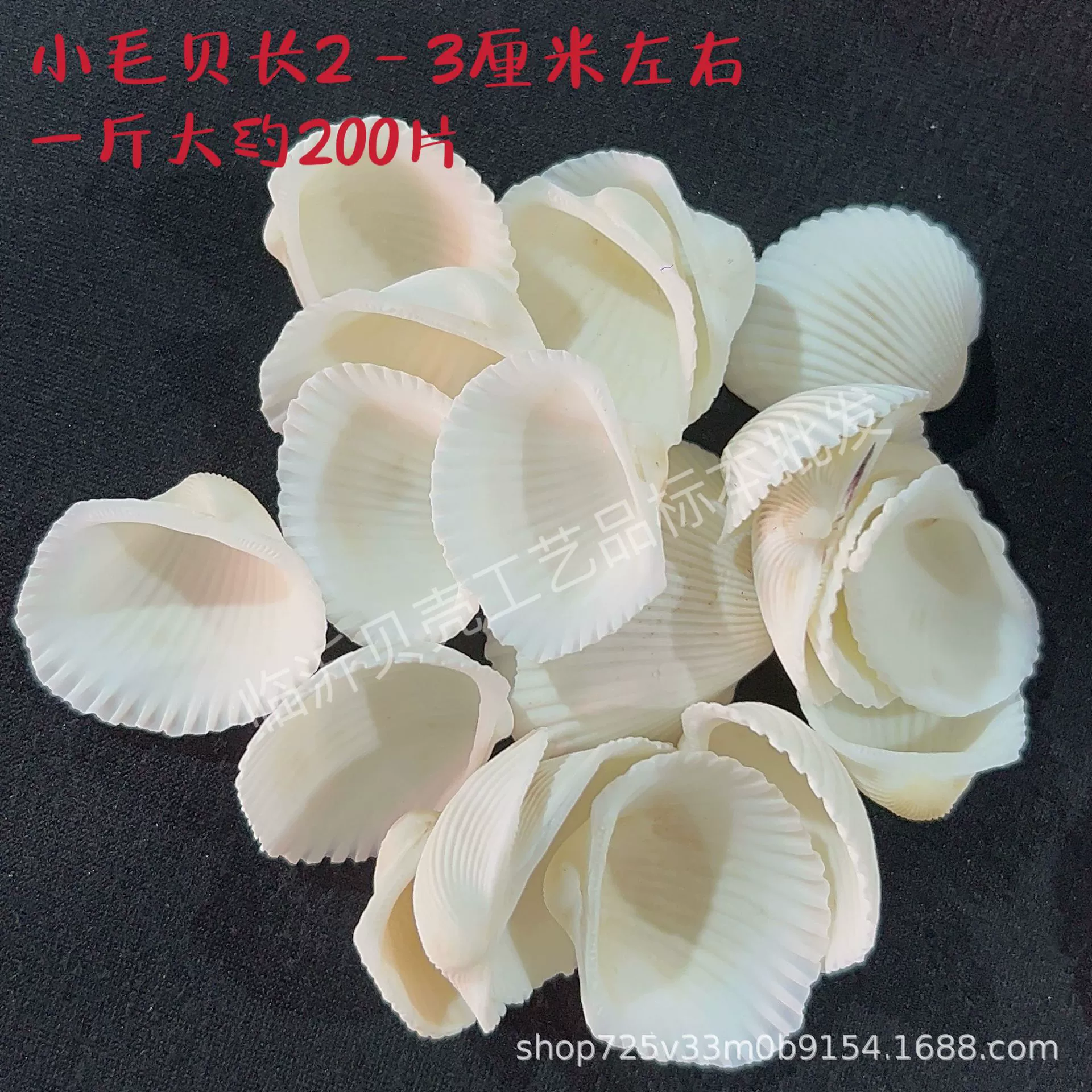 Shell Natural Shell Conch Stars Drifting Bottle Shell Crafts Wholesale Diy Handmade Shell Materials