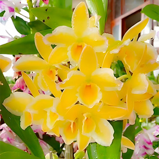 �������lʯ�����m���������m�������;�Ʒ�Gֲ�̨�҃��k����