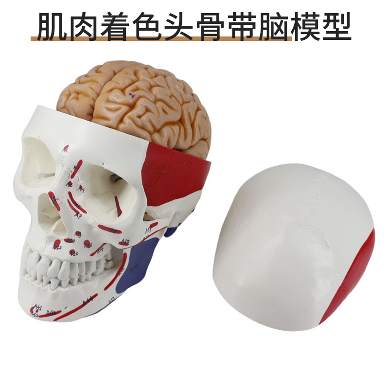 1 a 1 cabeza cráneo humano natural grande adulto cráneo enseñanza médica belleza cráneo modelo