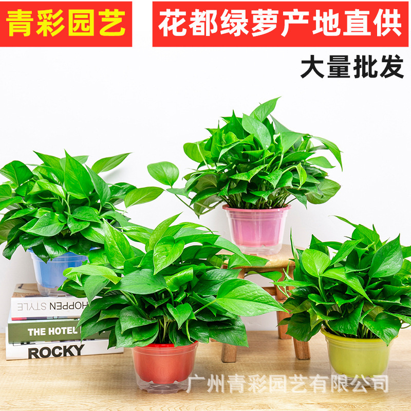 180绿萝盆栽植物花卉室内绿植吸甲醛水培吊兰净化空气大绿箩基地