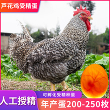 汶上纯种芦花鸡种蛋受精蛋可孵化种鸡蛋土鸡包邮