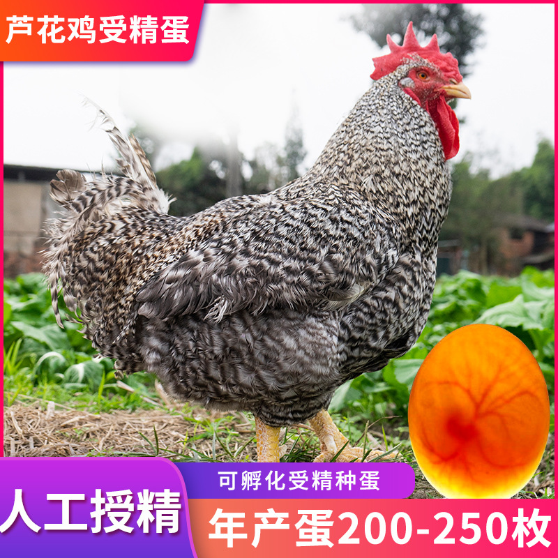 汶上纯种芦花鸡种蛋受精蛋可孵化种鸡蛋土鸡包邮