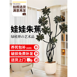 �����콶�Gֲ���Կ͏d�k���҃ȴ���ֲ�����ʽ���~���������B��