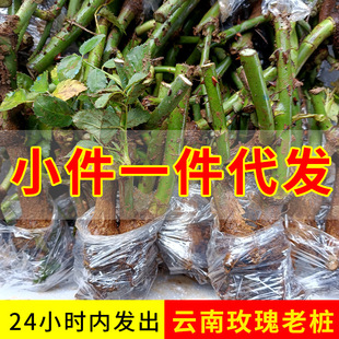 һ�����l���õ���Ϙ��҃������׷N���Nޱõ�廨���绨���¼��ϸ�