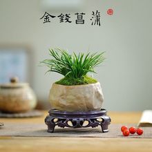 金钱菖蒲草金钱草随手香茶室茶台文房室内耐阴好养桌面绿植盆栽花