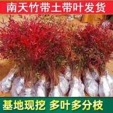 南天竹盆栽树苗厂家供应火焰南天竹室内庭院观叶景观花卉南天竹