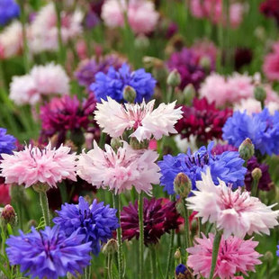 Cornflower Seeds Mixed Color Flower Seeds for All Seasons Planting and Blooming Courtyard Spring and Autumn Easy-To-Live Autumn and Winter Flower Seeds