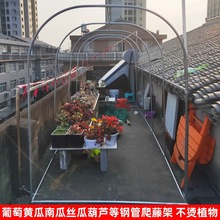 葡萄爬藤架镀锌钢管大棚骨架黄光豆角铁线莲月季藤蔓植物攀爬支架