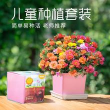 儿童种植小盆栽太阳花凤仙花向日葵花种籽子植物生长观察蔬菜种子