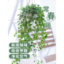 ҃ȵmԺBȩLپGֲֲ̨ļ