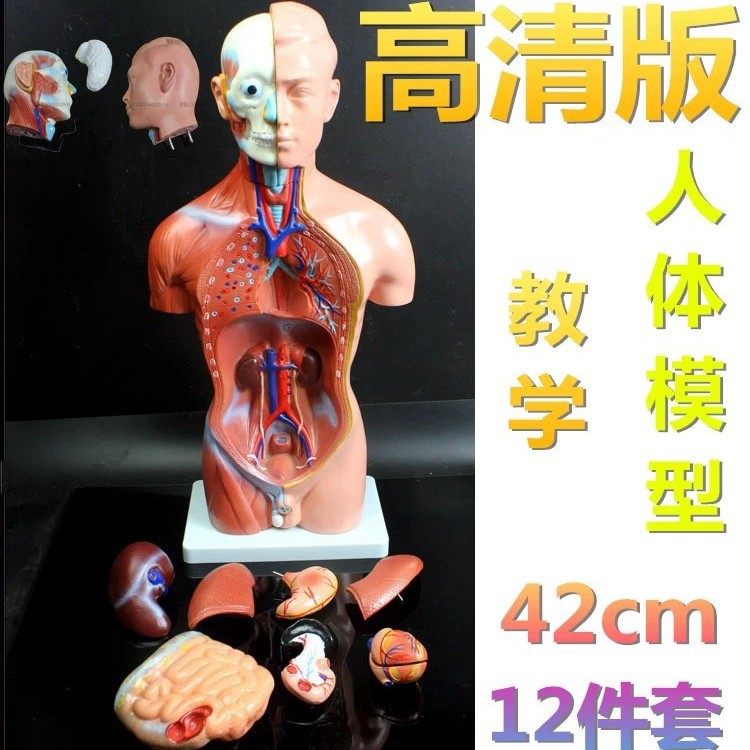 Removable physiological body model