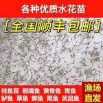 水花鱼苗批发鲫鱼鱼桂鱼大头花鲢白鲢青鱼鲤鱼武昌鱼翘嘴鱼