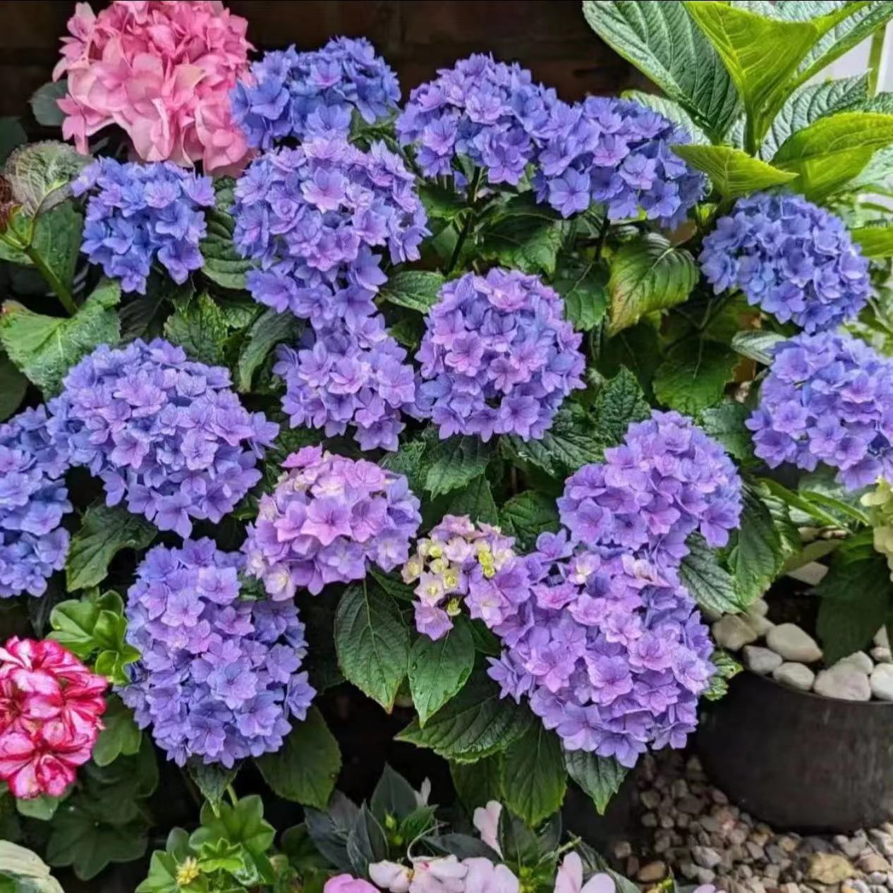 보라색 (당신과 나 함께) 7갤런 - 높이 1m 좌우 - 나무 프레임 488.9엔 세면대 포함