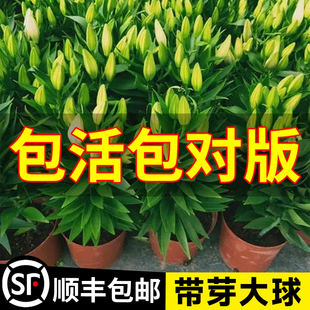 Perfume Lily Bulbs with Double Petals and Large Yellow Bulbs. Bulbs of Lilies Are Potted Florals and Green Plants That Are Easy to Grow Indoors