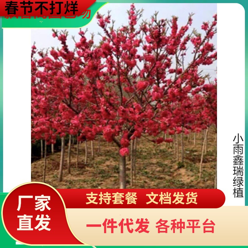 一件代发庭院观赏桃花红叶碧桃树苗紫叶碧桃苗工程绿化苗紫叶桃别