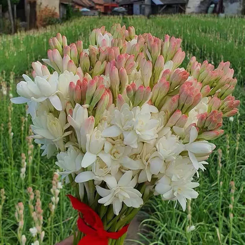 Луковицы семян туберозы, двуцветные луковицы с большими цветками и множеством бутонов, многолетние сильнодушистые срезанные цветы, цветочные горшки на балконе во дворе.