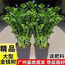 金钱树办公室盆栽高植物室内花卉客厅大型绿植批发耐旱发财树