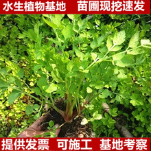 Ұ��ˮ�۲��� �Fժ�F�l����L���l��Ұ�����r�߲�Ұ�۲���