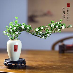 Bonsai with Floating Branches and Cliff-Like Appearance, Suitable for Indoor Small Potted Plants, Office Tea Room Desktop Decoration, Easy to Care for