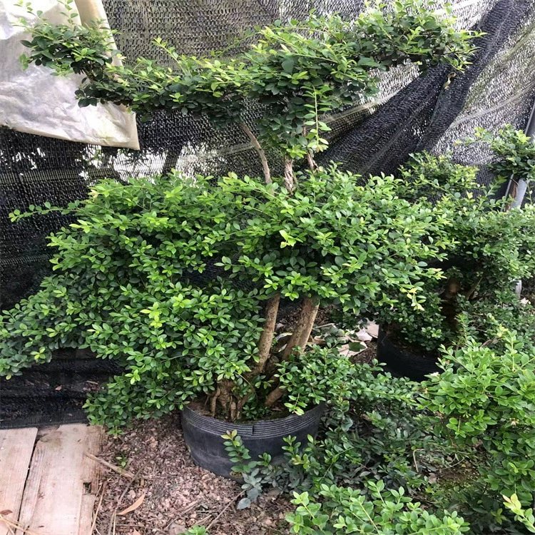 Мелколистный красный Nan старый ворс бонсай саженцы растений цветочный пейзаж вечнозеленые горшечные растения Моделирование морозостойкие и термостойкие растения