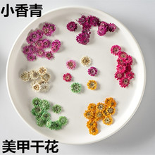 小香青干花压花批发相框手机壳书签扇子灯饰滴胶材料美甲押花真花