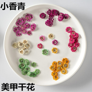 Small Fragrant Dried Flowers Pressed Flowers Wholesale for Photo Frames, Phone Cases, Bookmarks, Fans, Lighting, Resin Materials, Nail Art, Pressed Flowers, Air-Dried Flowers