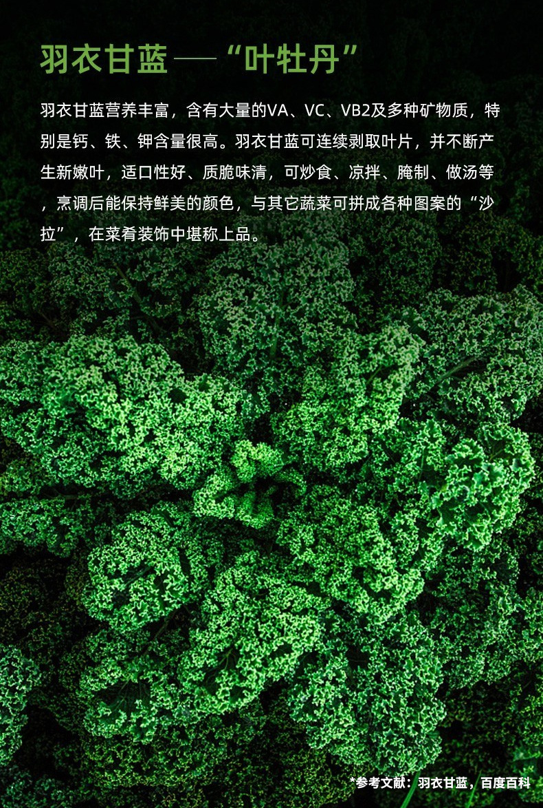 羽衣甘蓝_02.jpg