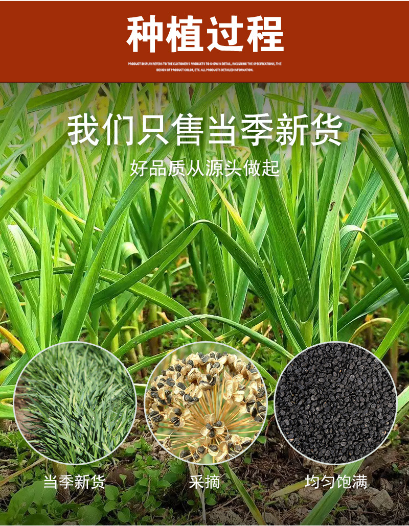 Jiu Cai Zi (Allium tuberosum) — Roasted Chive Seeds, Food-Herb for Tea & Powder preparation