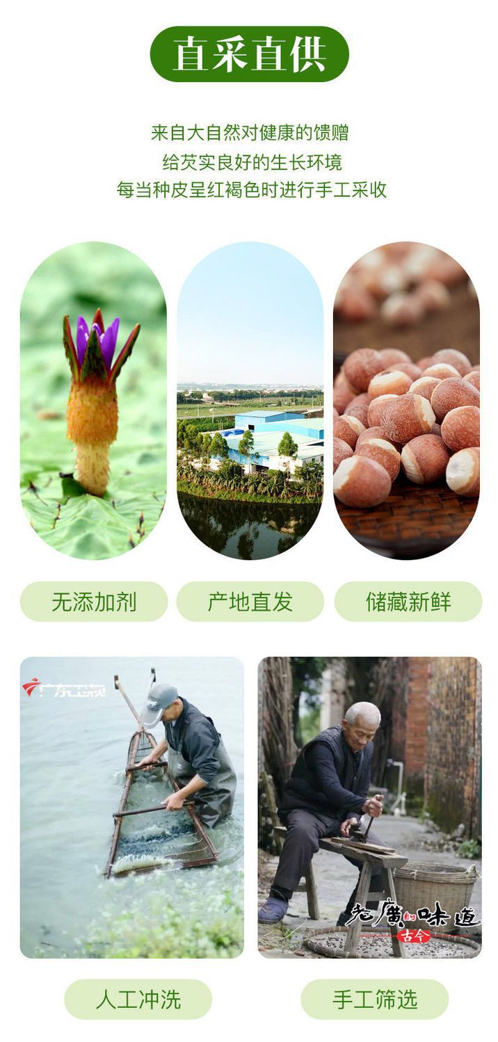 Dried Euryale Seed Qian Shi 500g Red Skin Chicken Head Seed Whole Herb for Soup and Congee specifications