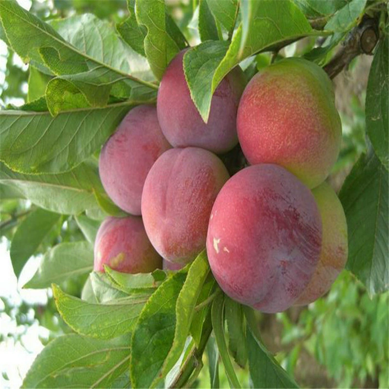 Пчелиный сахар Рассада сливы Четыре сезона Чернослив в горшке Гнойные фруктовые деревья Различные фруктовые саженцы Динозавр Яйцо Абрикос Посадка сливы на юге