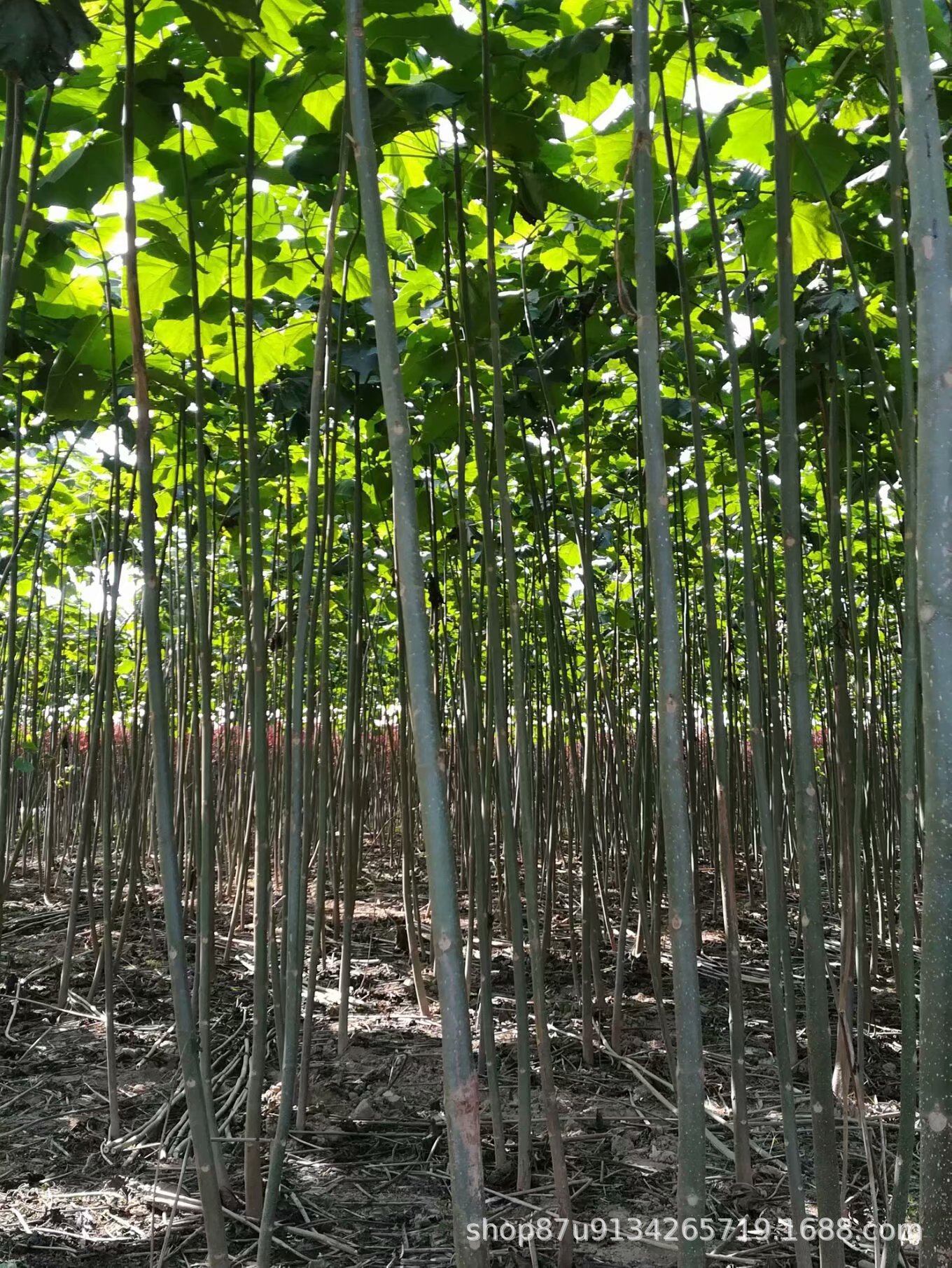 兰考泡桐批发 河南兰考泡桐树苗 兰考焦桐苗 泡桐种根桐树根桩-阿里巴巴