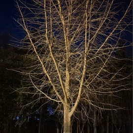 其他生物化工;工业植物提取;蒜