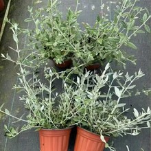 水果兰盆栽花苗多年生耐寒耐热庭院花境植物四季常绿好养观叶绿植