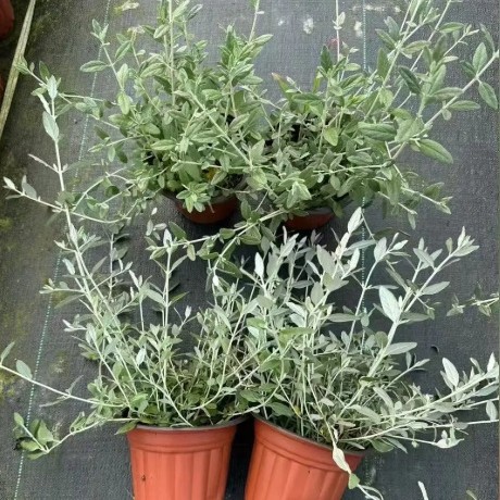 水果兰盆栽花苗多年生耐寒耐热庭院花境植物四季常绿好养观叶绿植