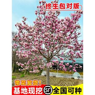 ���m�����玧�����ļ������m�L���������G��ͥԺ�ͺ������ֲ��