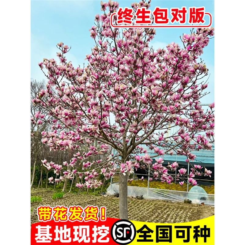 玉兰花树苗带花苞四季紫玉兰风景大树室外绿化庭院耐寒盆地栽植物