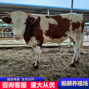 ��ţ�� �����Sţ ���T����ţС��ţ�� 5-6���µ�Сţ�كr��