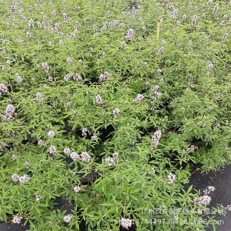 Ушной цветок Vitex в горшке маленький кустарник цветок кровать цветок зеркало конфигурация материал сезонные декоративные цветы