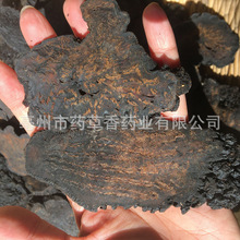 ��ɐ�� ��ܿ �½����x��ɐ�ؼ�����؛�ݾ������ПoѬ���Ƭ��ɐ��