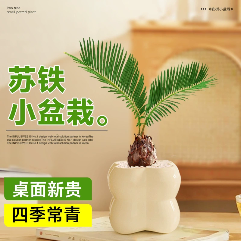 Саго пальма в горшке, офисный настольный зеленый цветок, мини-креативный цикад, маленький бонсай, комнатный, легкий в уходе, вечнозеленый цветок для всех сезонов.