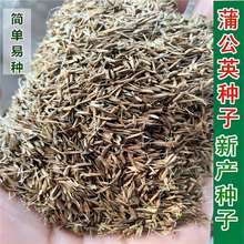 �ѹ�Ӣ�N��Ұ�˷N�ӷNֲșʳ���÷N�Ӷ༾���N�������N���߲�