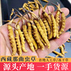Tibet Nagqu Cordyceps Qinghai Yushu Grassland Ikuno Cordyceps Place of Origin wholesale Cordyceps One piece On behalf of