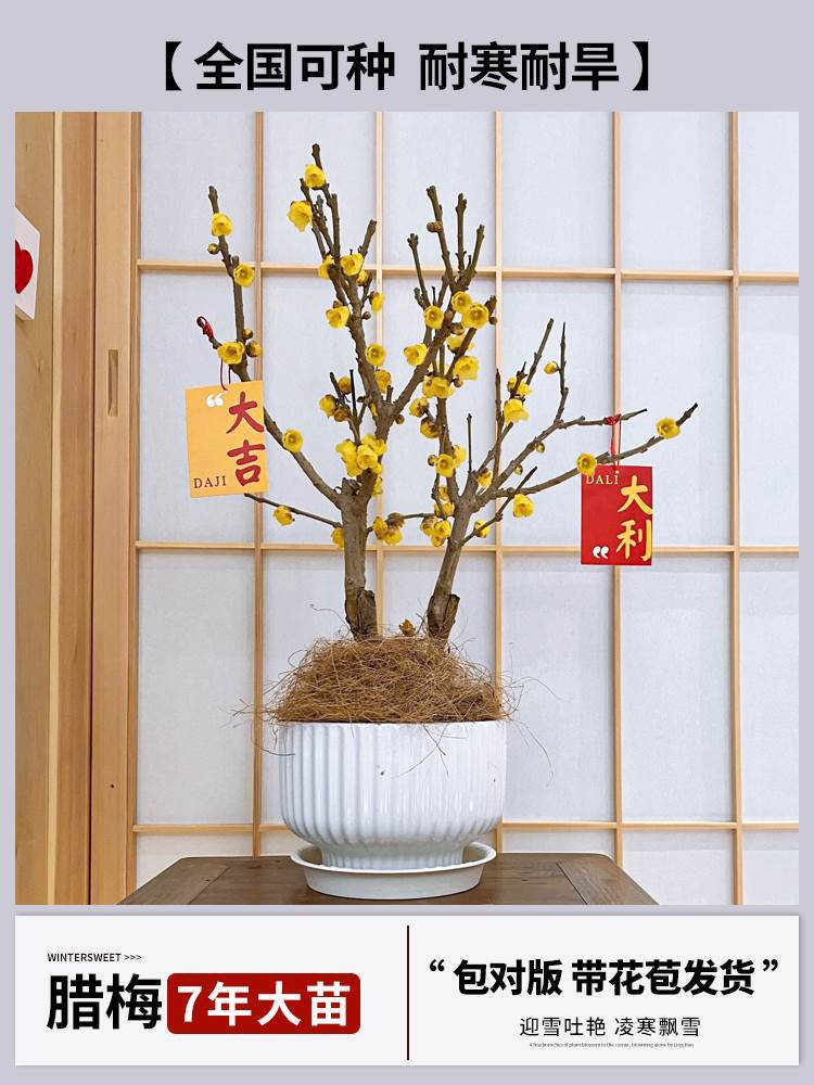 7년 [향이 강한 겨울절임 접목] + 특수비료 (개화기에는 꽃이 피고 재발생하지 않음)