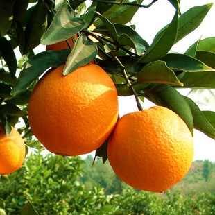 Orange Saplings, Fruit Trees, Gannan Navel Oranges, Newhall Orange Trees That Bear Fruit in the Same Year, Potted Plants Planted in the South and North