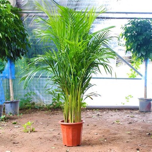 ɢβ���Gֲ���Ի��ܰlؔ������ ���X������ ���_ľ�������~������