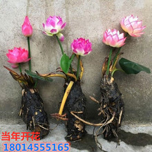 ���l��˯ɏ��С�����ˮ��ˮ�����ļ������_������ɏ���ɻ� �Nź