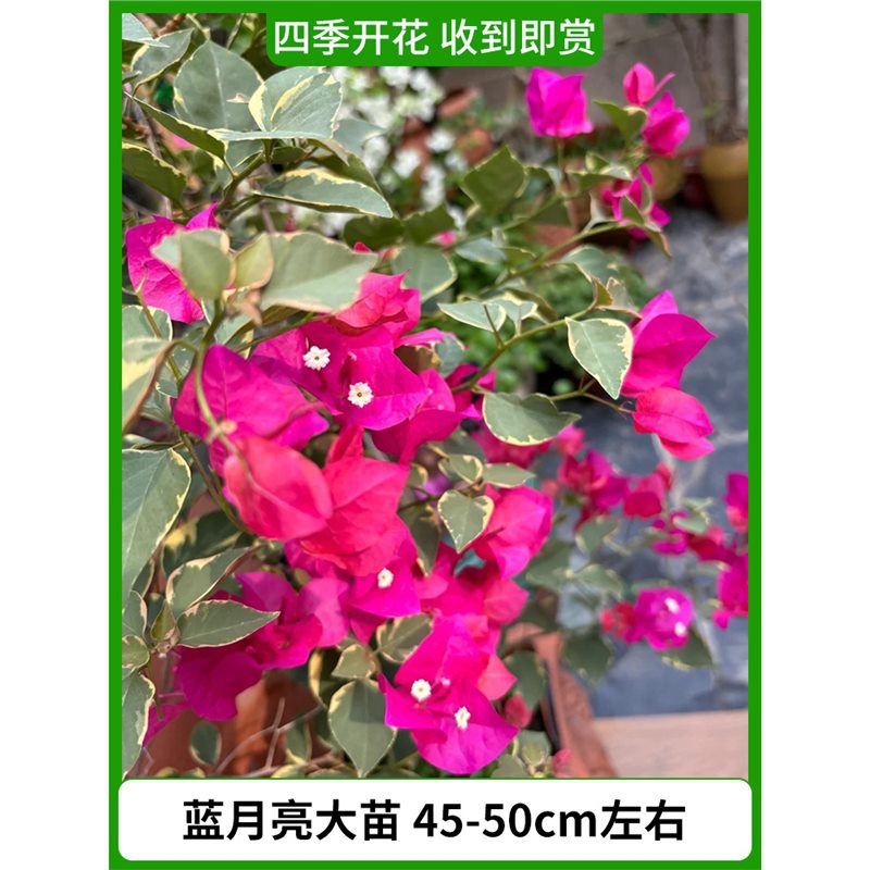 블루문 모종은 약 45~50cm [사계절 꽃이 피어나며, 받자마자 감상해보세요]