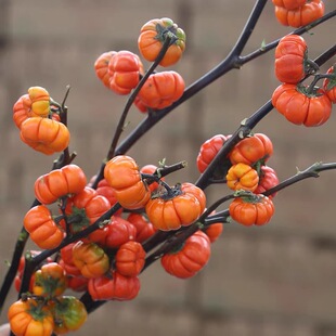 ���Ϲ���ϻ���ֱ�l��ˮ�B�����ɻ��Ҿӵ���k���һ����^�p�r��